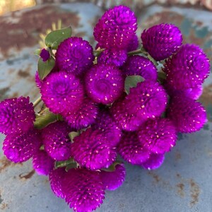 Audray Purple Red Gomphrena, 25 Dark Purple Globe Amaranth Seeds image 3