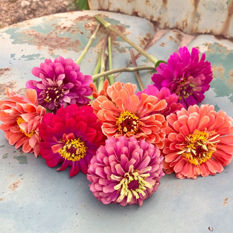 Premium Zinnia Flower Mix Cut Flower Garden Zinnias Heirloom Etsy