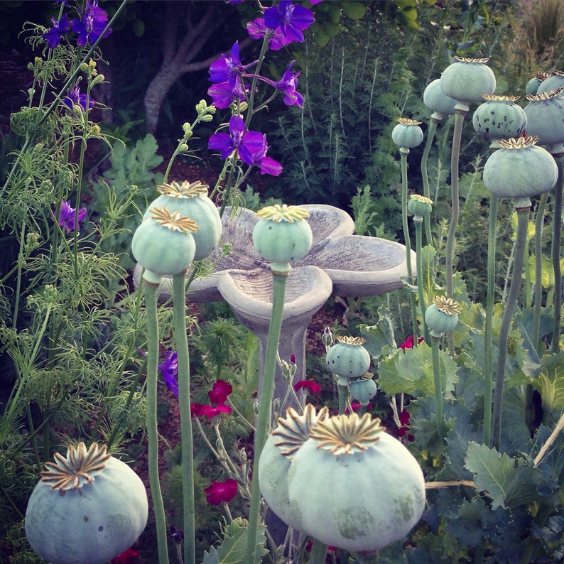 Mixed Poppy Seeds, Breadbox Poppies in Mixed Colors, Washed Papaver somniferum Seed image 3