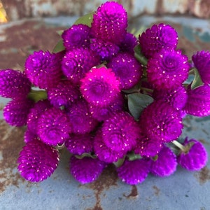 Audray Purple Red Gomphrena, 25 Dark Purple Globe Amaranth Seeds image 5