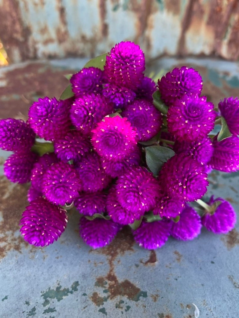 Audray Purple Red Gomphrena, 25 Dark Purple Globe Amaranth Seeds image 5