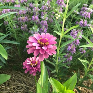 Queen Red Lime Zinnia, 20 Seeds Red Lime Zinnia, Great for Cut Flower Gardens and Butterfly Gardens image 8