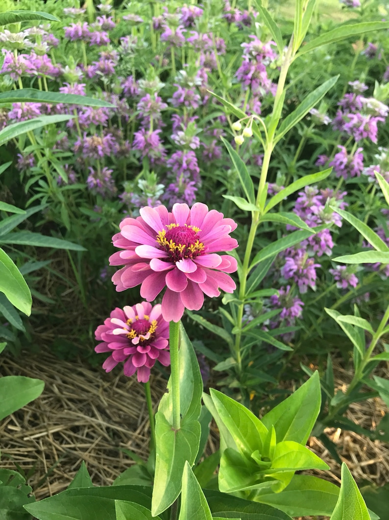 Queen Red Lime Zinnia, 20 Seeds Red Lime Zinnia, Great for Cut Flower Gardens and Butterfly Gardens 画像 8