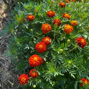 Marigolds are great in the vegetable garden and bring in pollinators