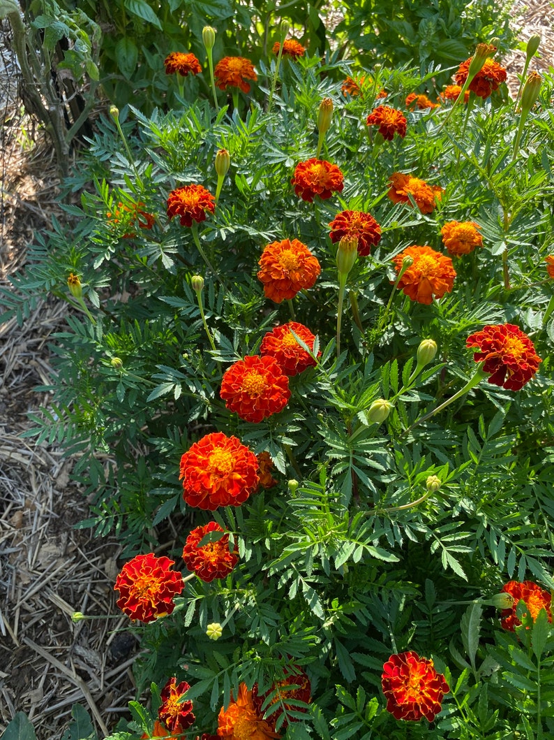 Marigolds are great in the vegetable garden and bring in pollinators