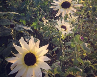 Italian White Sunflower Seeds, 25 Seeds for Pale Sunflowers- Great for Cut Flower Gardens