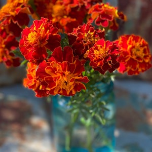 May include: A bouquet of orange and red marigolds in a blue glass jar. The flowers are in focus, while the background is blurred.