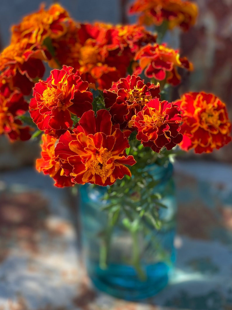May include: A bouquet of orange and red marigolds in a blue glass jar. The flowers are in focus, while the background is blurred.