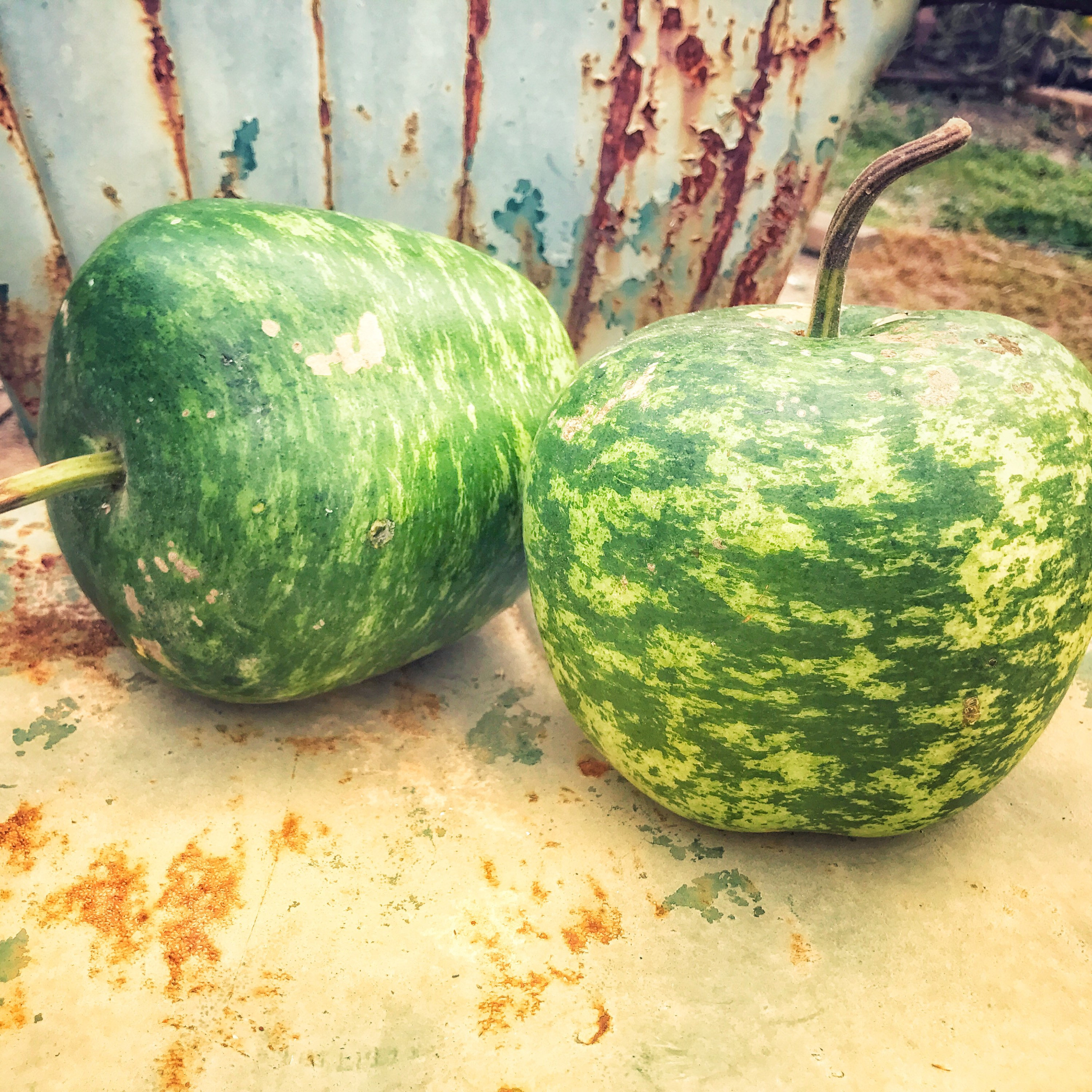 Apple Gourd Seeds Heirloom Gourds Lagenaria siceraria Easy Etsy