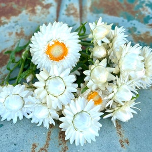 Creamy White Strawflower Seeds, 45 Seeds of White Helichrysum