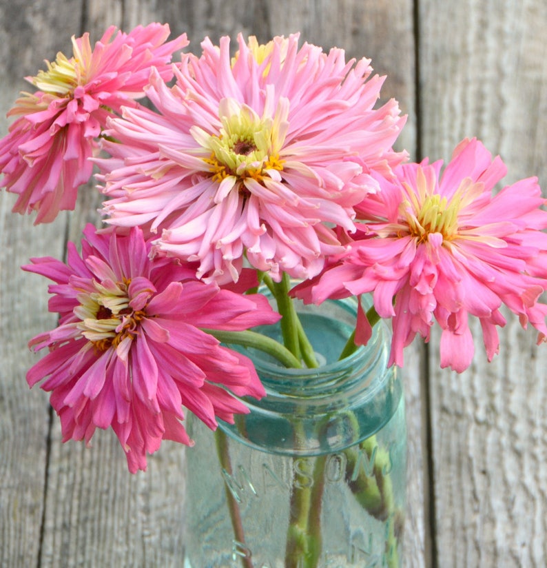 May include: A bouquet of pink zinnia flowers in a clear glass jar with a blue tint. The flowers are arranged in a vase on a wooden surface.