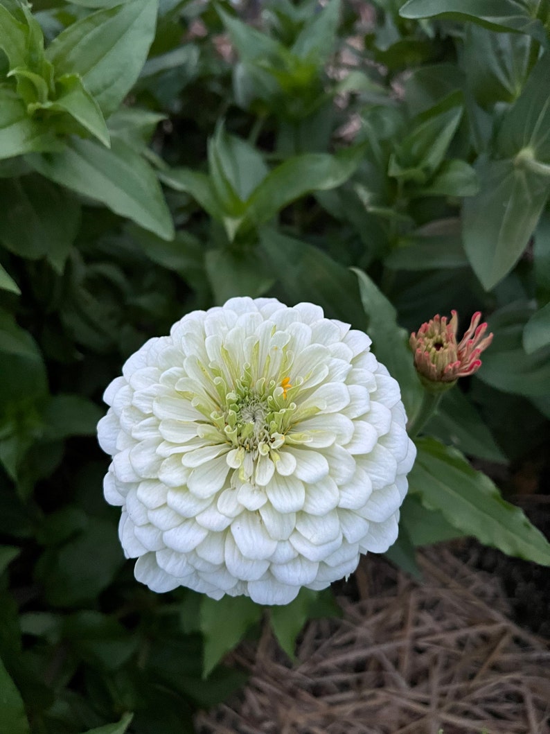Benary's Giant Zinnia Seeds - Thumbnail 3