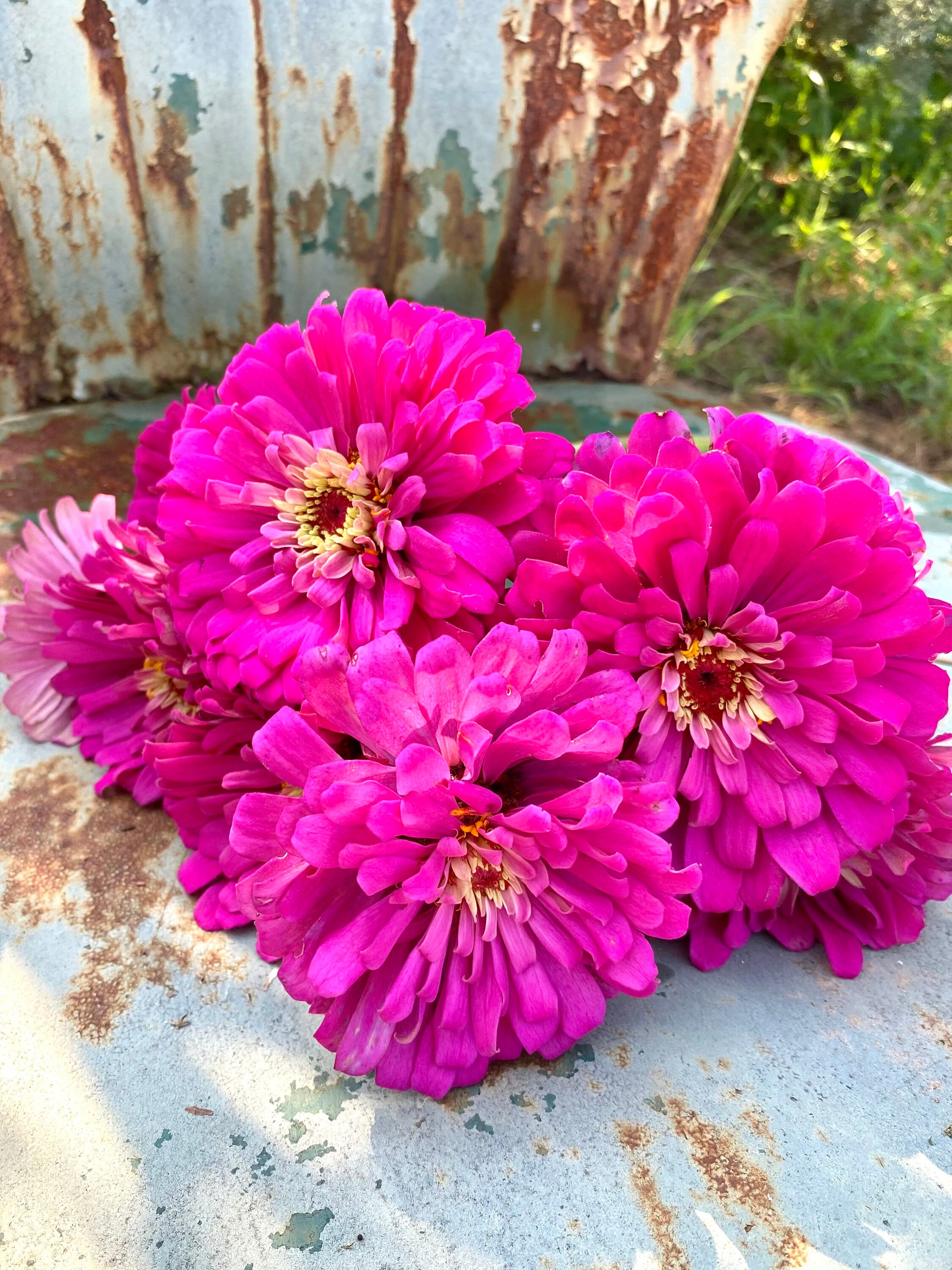 Uproar Rose Zinnia Seeds, 15 Seeds Large Pink Zinnia, Excellent