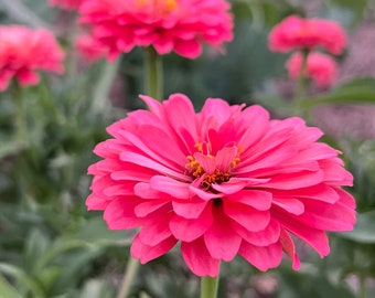 Benary's Giant Coral Zinnia, 25 Zinnia Seeds