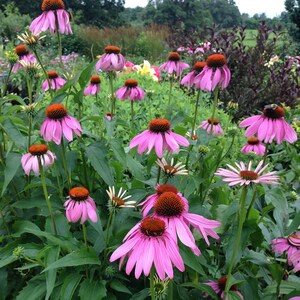 native coneflower is excellent for butterfly gardens