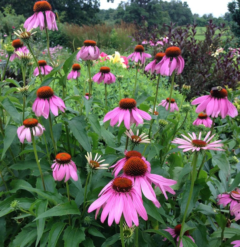 native coneflower is excellent for butterfly gardens