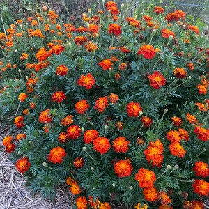 large bushy plants of Queen Sophia Marigold