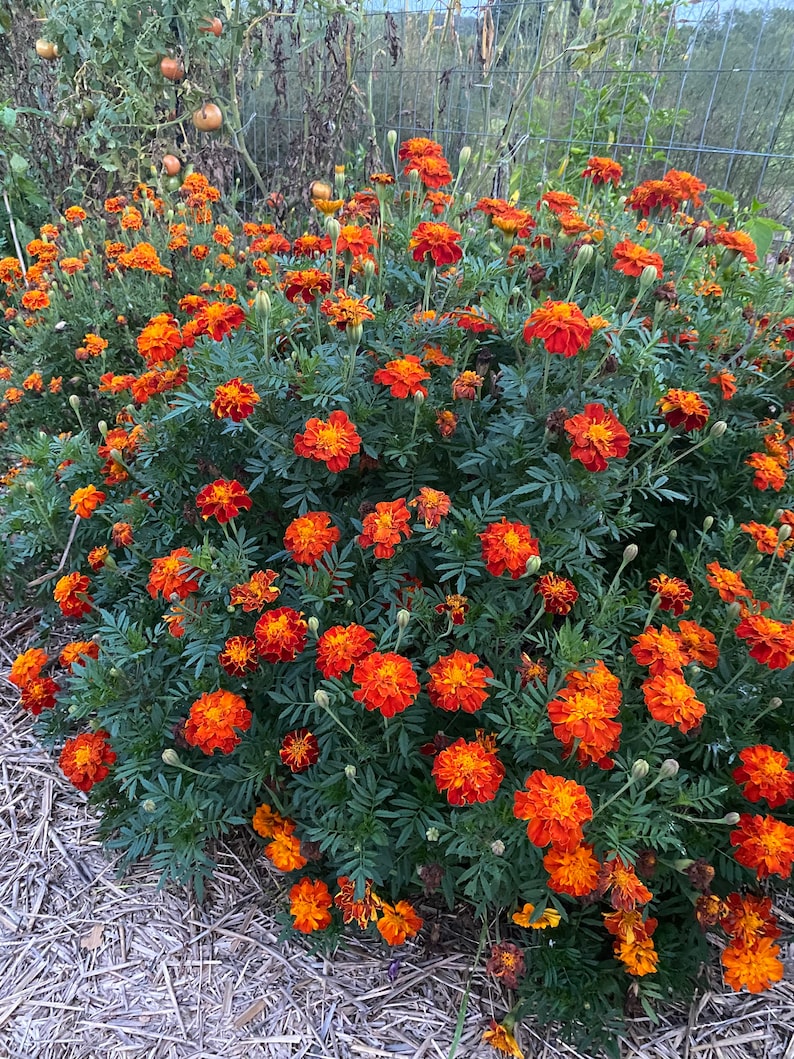large bushy plants of Queen Sophia Marigold