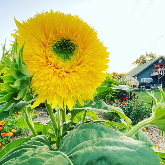 Lemonade Sunflower Seeds Double Sunflowers Non GMO Etsy
