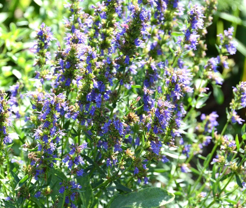 Pode incluir: Um close-up de um grupo de flores roxas com folhas verdes. As flores est&atilde;o em flor e t&ecirc;m um aroma delicado e fragrante.