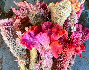 Fruit Punch Celosia Seeds, 100 Celosia Seeds, Great Summer Annual for Cut Flower Gardens