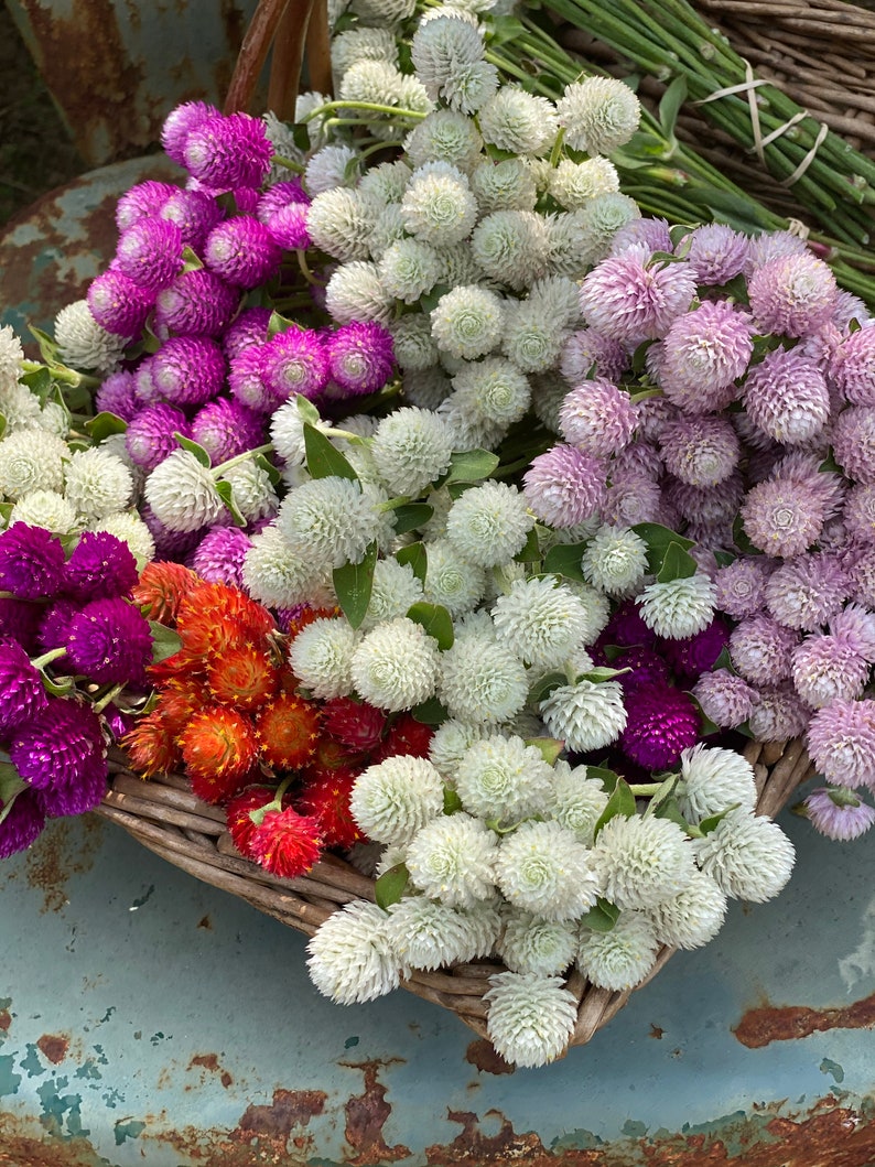 Audray Mix Gomphrena Seeds - Thumbnail 4