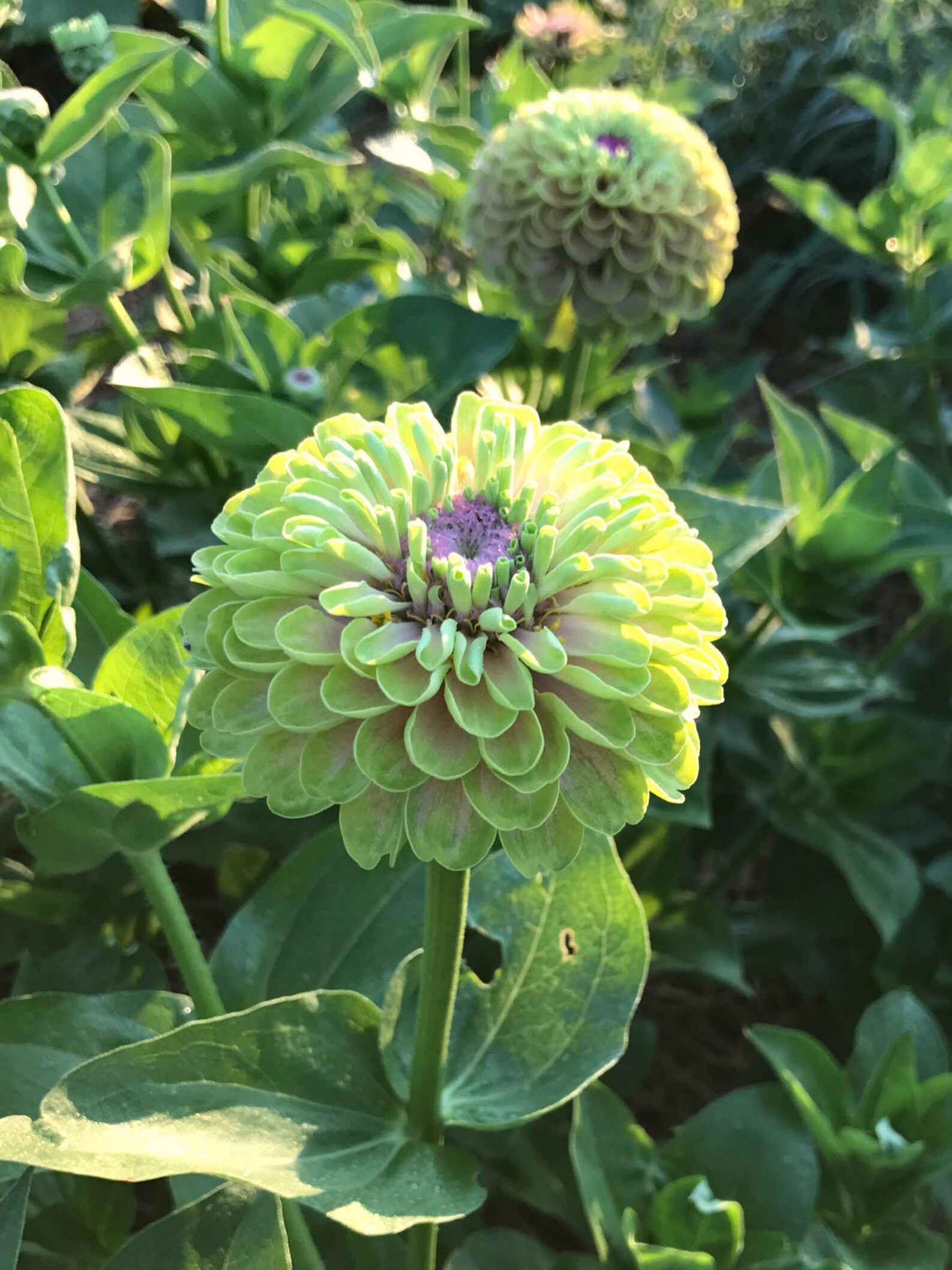 Queen Lime Blush Zinnia Zinnia Seeds for Cut Flower Gardens Etsy
