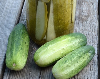 Pickling Cucumber Seeds: Max Pack, Disease Resistant