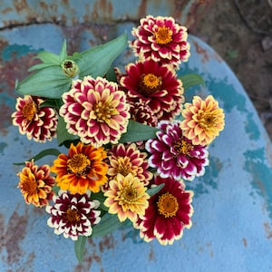 May include: A bouquet of colorful zinnias with red, yellow, and white petals. The flowers are arranged in a vase and are in focus. The background is blurred.