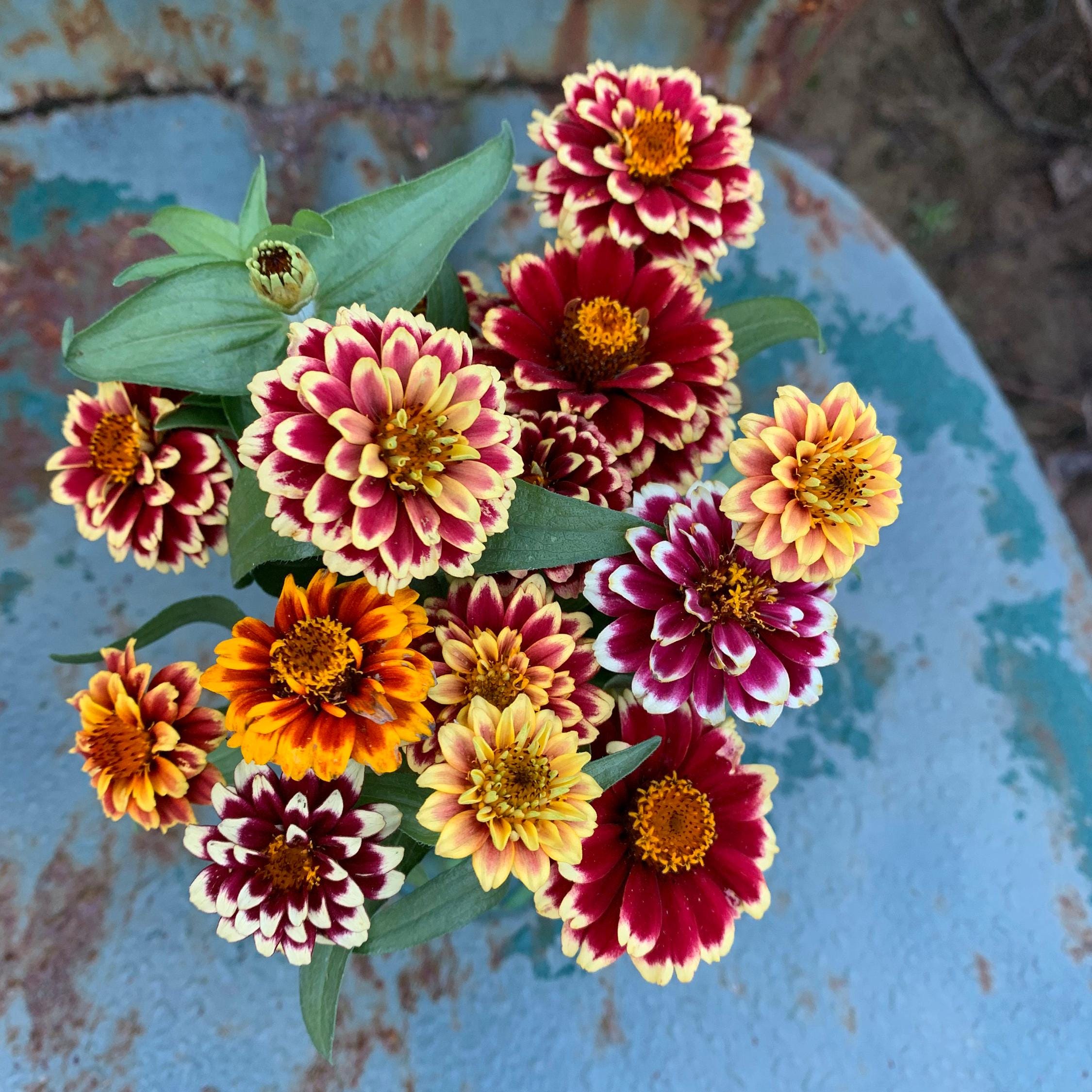 Jazzy Mix Zinnia, 25 Seeds for Summer Flowering Zinnias - Etsy