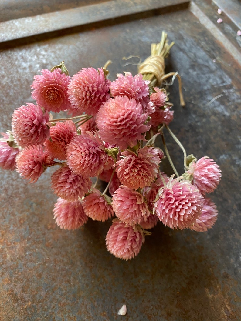 MountainlilyFarm Gomphrena Seeds - Thumbnail 5