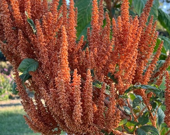 Giant Orange Amaranth Seeds: Cut Flower Garden (100 Seeds)