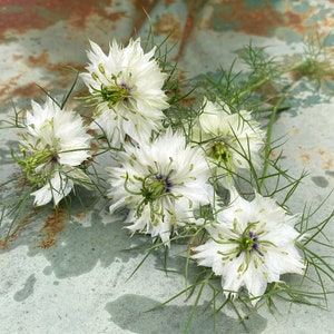 White Flowered Nigella Seeds, Nigella damascena Seed