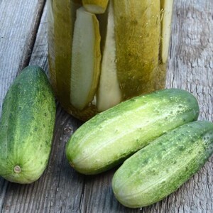 Pickling cucumber seeds for home gardening.