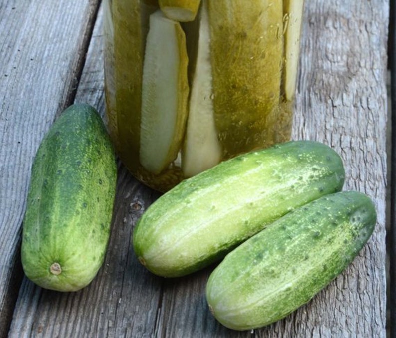Pickling cucumber seeds for home gardening.