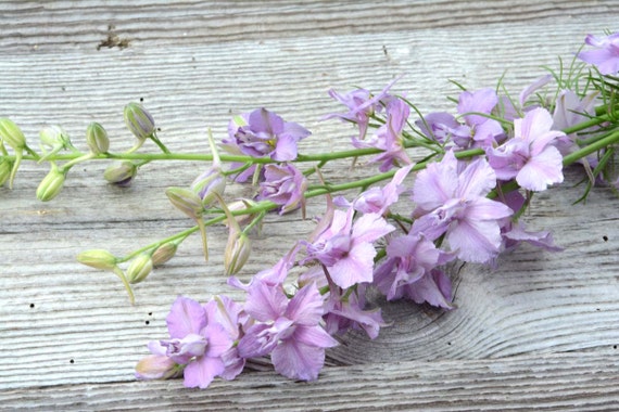 larkspur seed purple larkspur pale lavender larkspur earl etsy
