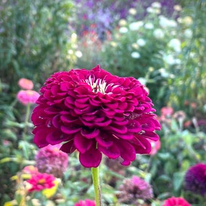 May include: A vibrant magenta zinnia flower with a yellow center blooms in a garden setting. The flower is in focus, while the background is blurred, showcasing other flowers and greenery.