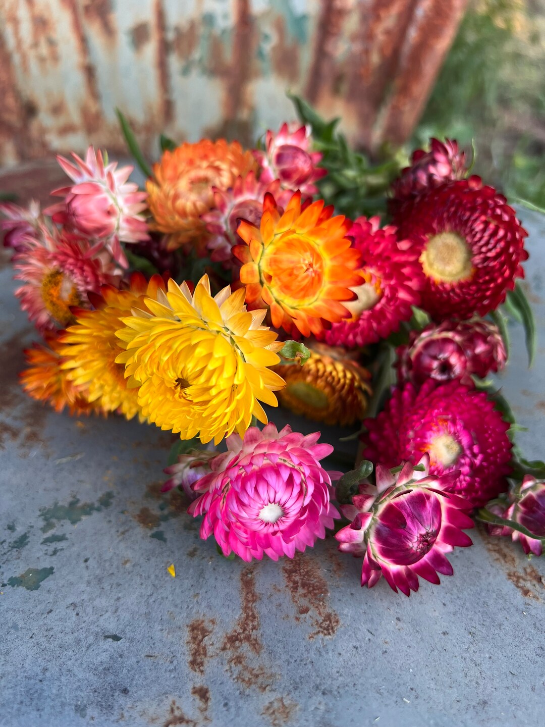 Mixed Strawflower Seeds, 45 Sultane Mix Helichrysum Seed, Cut Flower