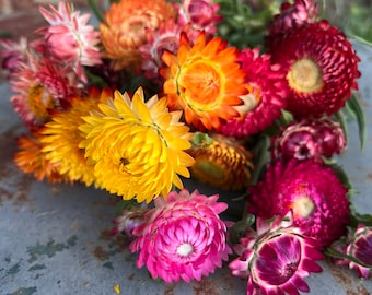 Mixed Strawflower Seeds, 45 Sultane Mix Helichrysum Seed, Cut Flower Garden Favorite