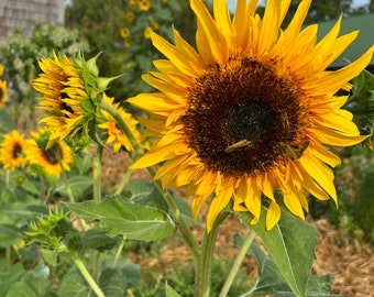 Panache Sunflower Seed, 20 Seeds Double Sunflower, Great for Cut Flower Gardens