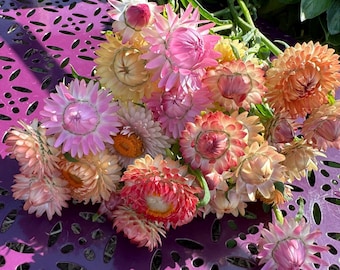 Pastel Seashell Strawflower Seeds - Helichrysum - 45 Seeds
