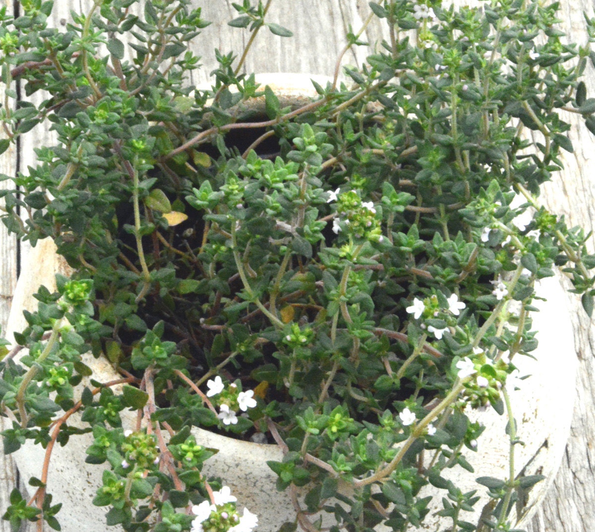 English Thyme (Thymus vulgaris) - Annie's Heirloom Seeds