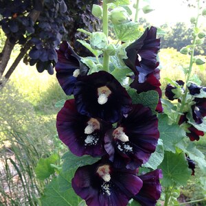 Black Hollyhock Seeds, Alcea rosea nigra, 25 Seeds for Cottage Garden Favorite Hollyhock image 3