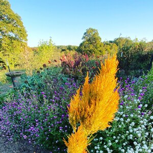 Pampas Plume Celosia Seed, Yellow Plume Celosia image 6