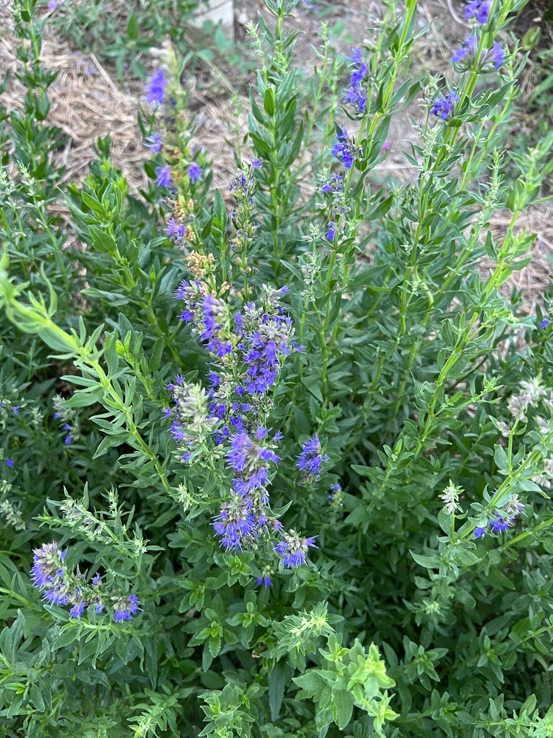 Pode incluir: Um close-up de um peda&ccedil;o de plantas azuis e verdes com flores roxas. As plantas est&atilde;o crescendo em um jardim.