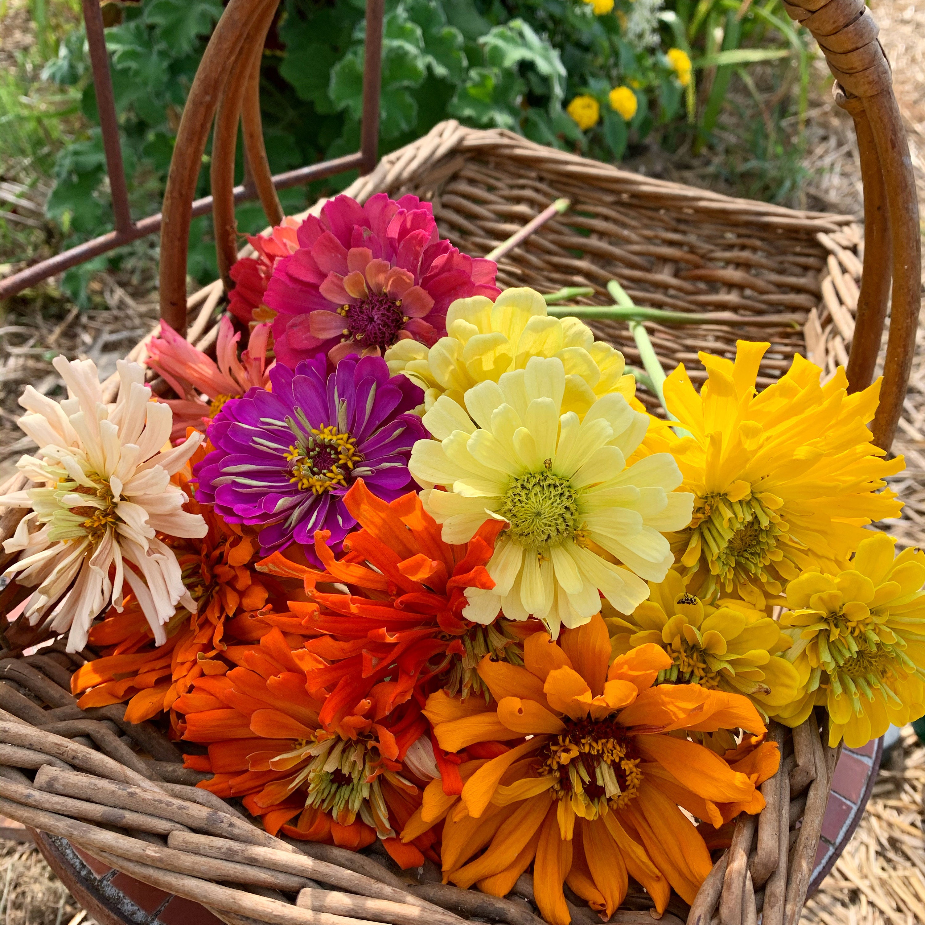 Heirloom Zinnia Seed Kit Zinnia Seeds for Butterfly Gardens Etsy