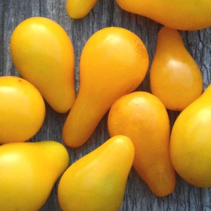 Yellow Pear Cherry Tomato Seeds: Heirloom Variety, 25 Seeds