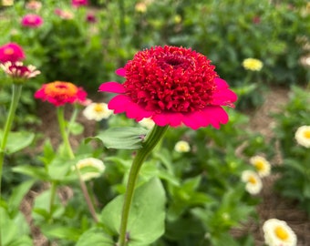 Scabiosa Zinnia Seeds, 25 Zinnia Seeds Cupcake Mix Zinnia