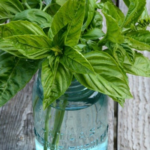 Sweet Basil Seeds, Easy to Grow Kitchen Garden Favorite