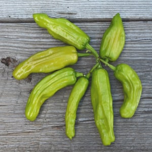 Greek Pepperoncini Peppers, Golden Greek Pepper Seeds